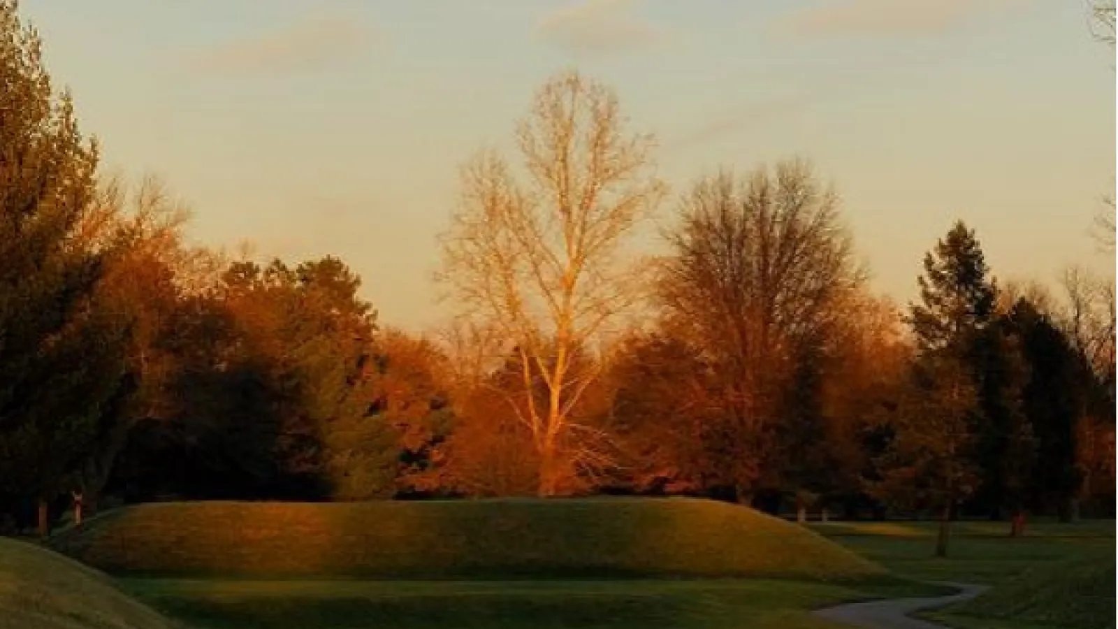 A tree is in the middle of the frame and ancient native american mounds are around the tree